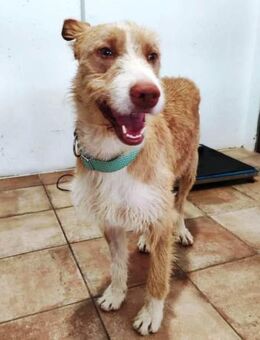 Angel sucht Menschen mit viel Liebe - Laatzen