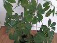 Strahlenaralie / Schefflera mit Topf Zimmerpflanze in 55246