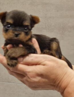 Wir sind 3 Yorkshireterrier Mädchen - Hammersbach