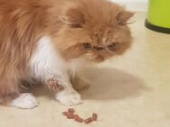 KLEINER KATER sucht kuschelplatz - Lößnitz