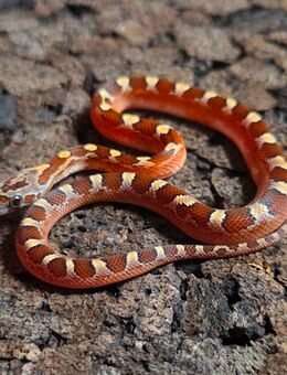 Toffee Blood Pied, Blood Pied - Schwelm