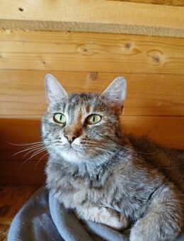 🌟Süße Wilma sucht Familie🌟 - Eislingen (Fils)