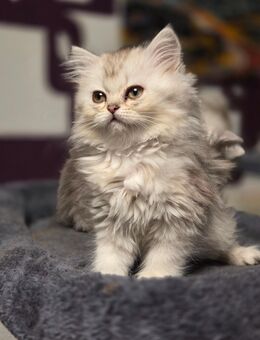 Britisch langhaar kitten - Detmold