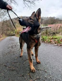 🐾 Die Ruhe selbst: Hallo, Belgina endli - Bremen