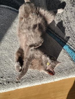 Liebevoller Kater - Waiblingen