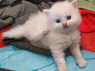 Perser Kitten, Kätzchen, weiß, rot - Osterhofen