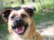 Abby, liebevoll, will noch viel lernen - Neuhausen (Spree)