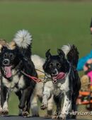Abenteuer mit Schlittenhunden - Fahrten, Wandern, Kindergeburtstage in 96528