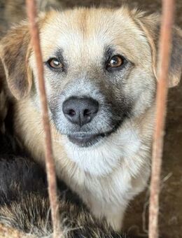 Nancy, Traumhündin sucht ihre Familie 🐾 - Elsdorf (Nordrhein-Westfalen)
