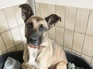 Heidi, su. aktive Besitzer - Neuhausen (Spree)