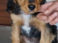 Nala ❤️ Schutzgebühr 500 Euro - Burgsinn
