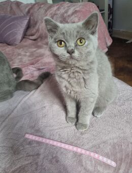 Reinrassige süße Bkh Kitten / Jungkatzen - Berlin