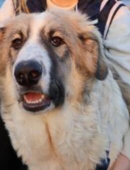 Wunderschöne liebe Junghündin YUNA - München