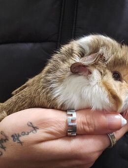 Meerschweinchen Babys Weibchen - Bad Bibra Altenroda