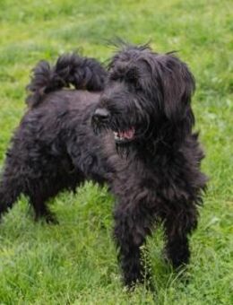 Wuscheliger Junghund Nelson - Laufen