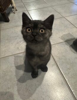 Bkh kitten reinrassig - Rhede