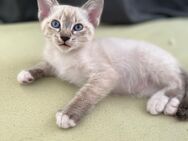 Wunderschöne Katzenbabys aus Siam- und EKH-Mix suchen ein liebevolles Zuhause! - Berlin Spandau