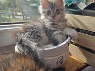 Maine Coon Kitten - Wilhelmsburg