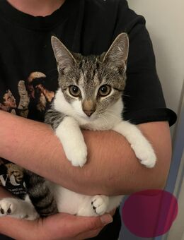 Kitten suchen neues zu Hause - Embsen