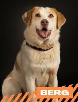 Berg - ein Bild von Hund - Berlin