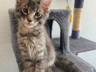 Maine Coon Kitten - Osterfeld Weickelsdorf