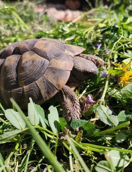 Schildkröten Männchen - griechische Landschildkröten aus 2019 mit Cites Papieren - Weiden (Oberpfalz) Zentrum