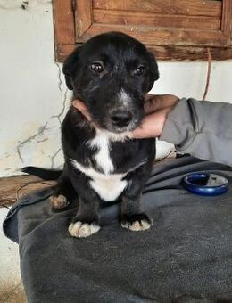 Junghund Hadubrand - Köln