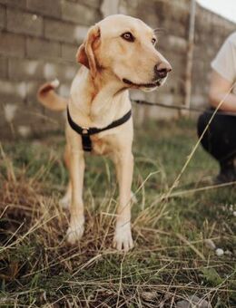 Wumpi sucht ihre Menschen! - Hamburg