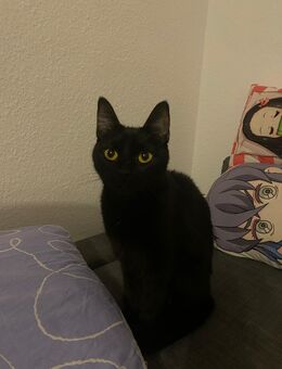 Liebevolle und süße Katze abzugeben :) - Offenbach (Main)