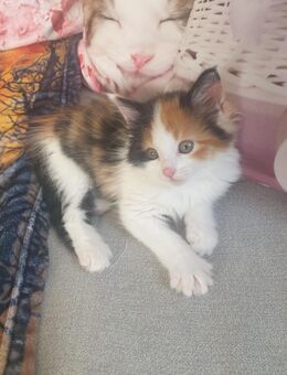 Zauberhafte Main-Coon - Mischlinge (Glückskätzchen 3-farbig) sowie rot-weiß, rot  und Tigerchen mit weiß - Pfaffenhofen (Ilm)