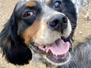 Bezaubernde Setter-Mix-Hündin LOLA - Sehnde