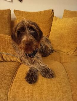 Hunter - sucht ihren Hafen - Amtzell