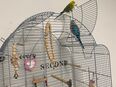 Budgies in 59302
