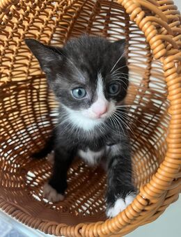 Kitten zu verkaufen - Duisburg