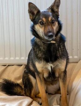 Fibi 💗 Fellnase mit Charakter! - Hamburg