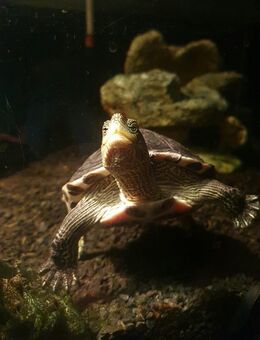 Chinesische Streifenwasserschildkröte - Lützen