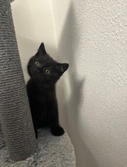 BKH Kitten Chocolate - Dortmund Kreuzviertel