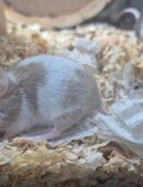 Handzahme Farbmäuse abzugeben in 02943