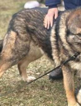 Loyale Raya sucht ländliches Zuhause - München