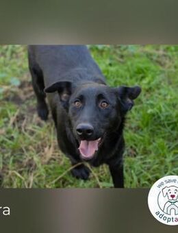 Sara: Trägt das Herz am rechten Fleck - Kirchzell