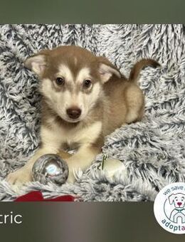 Patric: Hundekind sucht ein Zuhause - Kirchzell