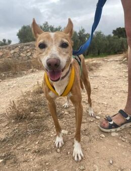 Susi, ca. 35, dringend Zuhause gesucht.. - Grimburg