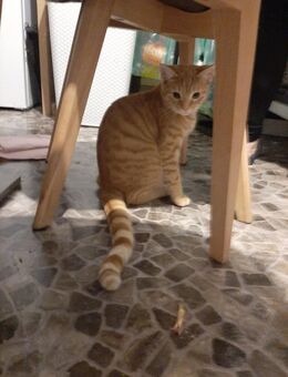 2 Katzen abzugeben - Mönchengladbach