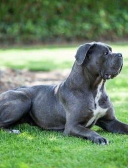 Cane corso Welpen - Köln