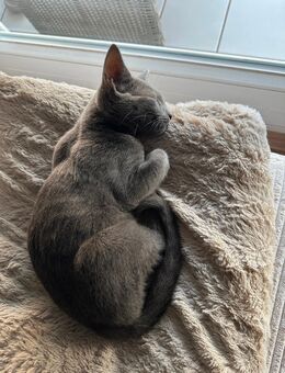 W Wunderschöner Russisch Blau Kater sucht ein liebevolles Zuhause - Langen (Hessen) Zentrum