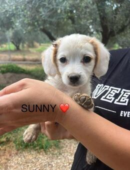 Sunny unser Sonnenschein - Grasbrunn