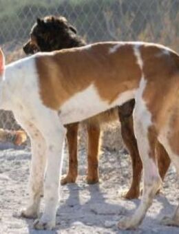 Marvin liebt Menschen - Donaueschingen