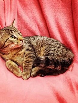 1 zuckersüße Teppichflitzerinen sucht Traumschloss Tigerin Kätzchen Kitten Katzenbaby - Freiensteinau