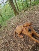 Grosse Hündin sucht 5* Zuhause in 49163