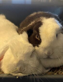🐰 Zwei zahme Kaninchen (fast 4 Jahre) mit großem Käfig & Zubehör abzugeben - Berlin